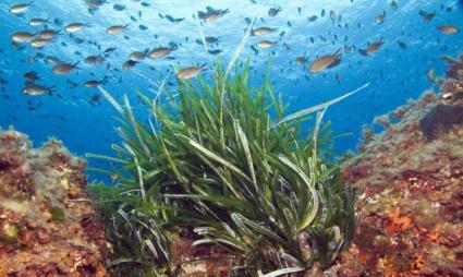 Vidal promet fer feina en els espais marins protegits de les Balears