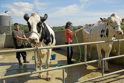 El Govern demana a Madrid ajudes pel sector lacti.