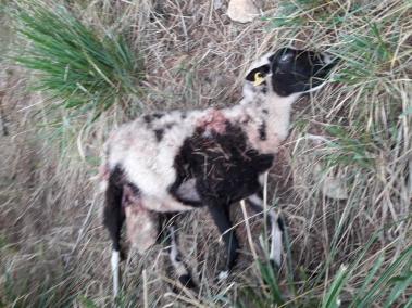 Alarma per nous atacs de cans a guardes d’ovelles, ara a la zona de s'Heretat