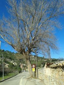L'arbre s'ha "salvat" per ara gràcies a l'acció ciutadana. De moment no el tallaran.