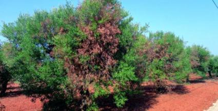 Els 627 positius de 'Xylella fastidiosa' confirmats en plantes i arbres de les Illes Balears el mes de març ja s'han eliminat completament.
