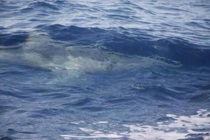 Una tintorera, suposadament fotografiada al Port, mou interès a la xarxa