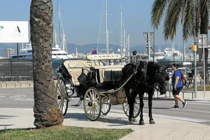 Actua ja ha demanat els pressupostos perquè les primeres galeres elèctriques arribin enguany en cas de ganyar les eleccions.