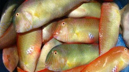 A les Balears hi ha 12.000 llicències de pesca del raor.