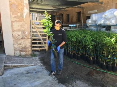 Renovació de 800 tarongers ‘canoneta’