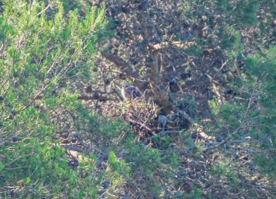 L'aligot nidifica per primera vegada al Parc Natural de Mondragó.