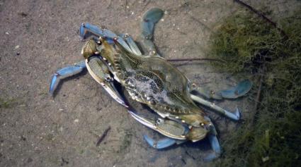 26 5 2017 Cubelles Invasion de cangrejo azul junto a la desenbocadura del rio Foix Foto Pablo Ruiz