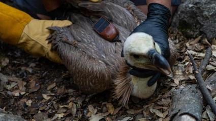 Aquesta acció està emmarcada dins el Pla Terrasse de Conservació de rapinyaires diürns.