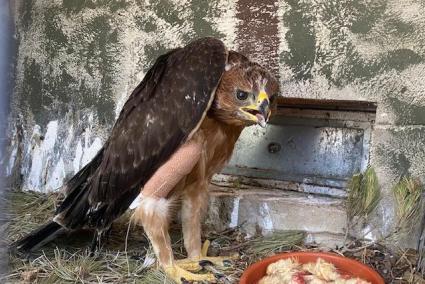 Una àguila coabarrada nascuda a Llucmajor ha arribat aquesta setmana a Madrid.