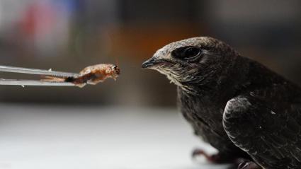 El COFIB ha atès 694 exemplars de falzies durant la campanya d'estiu d'enguany.