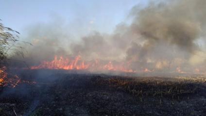 Els dos focs que han estat declarats aquest divendres a s'Albufera d'Alcúdia continuen actius.