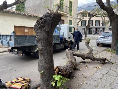 Un camió envesteix un arbre al carrer de la Gran Via i el toma