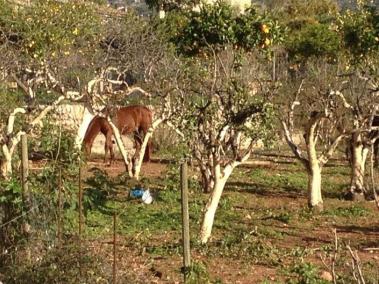 Estat actual dels cavalls.