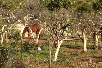 Estat actual dels cavalls.