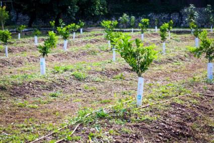 El 2017 la Cooperativa inicià el pla de renovació.