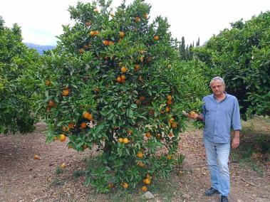 La Cooperativa de Sant Bartomeu ha replantat uns vuit mil tarongers, dels quals 2.000 són de la varietat canoneta.