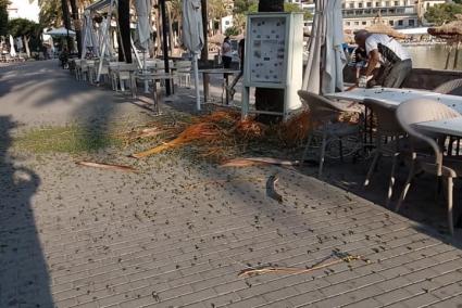 L'Ajuntament poda els datilers de la primera línia del Port