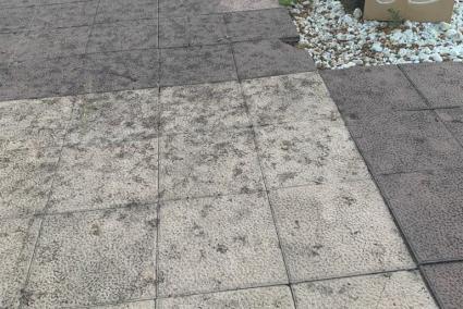 L'Ajuntament poda els datilers de la primera línia del Port