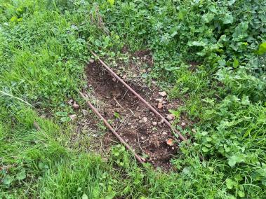 Arrabassen i roben tres llimoneres d'un hort d'un particular