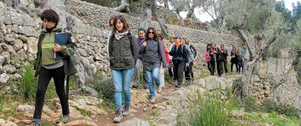 MALLORCA. AGRICULTURA. CAMINOS DEL ACEITE DE OLIVA.