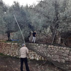 Tan sols quatre olivars han oferit oliva blava aquesta temporada a la Cooperativa.