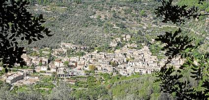 fornalutx oliva oli olivera