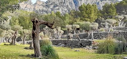 Marjades d’un olivar de Sóller on s’ha modificat el paisatge tradicional. La foto s’ha fet des d’un camí públic.