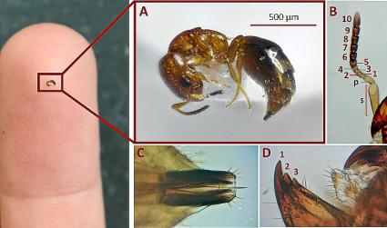 La Cephalonomia és minúscula (imatge de Joan Díaz i Lluc Garcia).