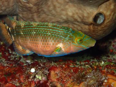 Torna el Concurs de Fotografia Submarina després de dos anys
