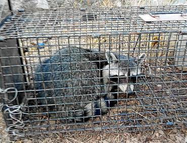 Un os rentador capturat a Andratx pel COFIB.