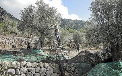 La recollida d’oliva s’ha hagut d’avançar tres setmananes.