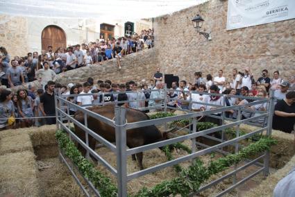 S'ha preparat un tancat pel bou a la plaça. Foto: Pere Bota.