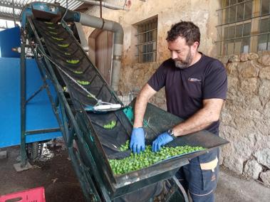 La Cooperativa rep les primeres olives per fer una prova de qualitat