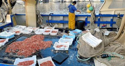 Un pescador seleccionant els diferents tamanys de gamba roja.