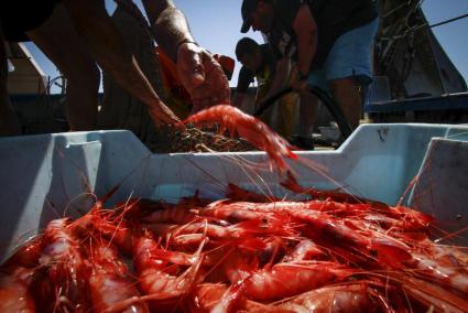 MALLORCA. PESCA. PESCA DE GAMBA ROJA EN LA COSTA NOROESTE DE MALLORCA.