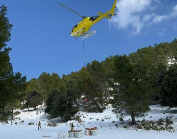 Un helicòpter va apropar a la finca Bini Gran sacs amb menjar pels animals, que feia dies que no menjaven per la neu.