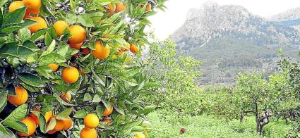 Els horts de tarongers formen part de la idiosincràsia paisatgística de Sóller.
