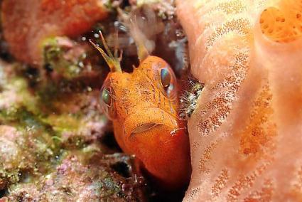 Fotografia subaquàtica per la reserva marina