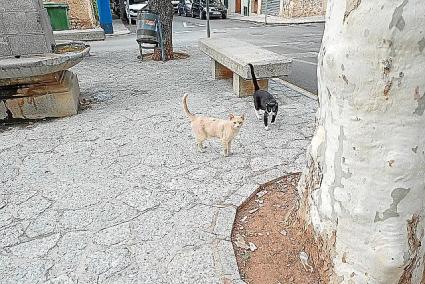 La Vila inicia un nou protocol per controlar les colònies felines