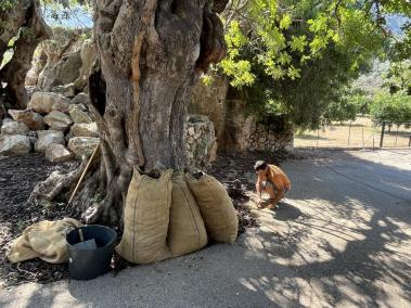Inquietud per la caiguda en picat del preu de la garrova