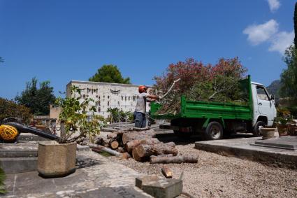 Un arbre cau sobre algunes tombes del cementiri municipal