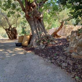 La Cooperativa pagarà la garrova a 37 cèntims