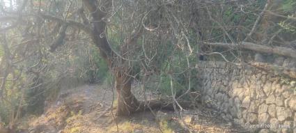 La figuera tenia un valor sentimental per a la família del propietari.