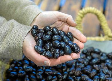 Els preus per a l’oliva de taula mantenen els valors fixats l’any passat.