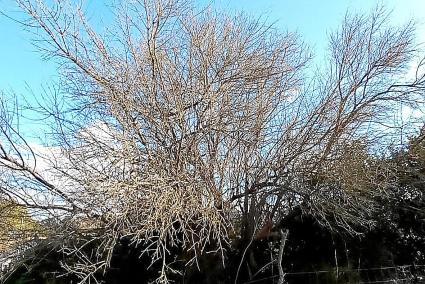 Detectat el primer cas de Xylella Pauca de les oliveres