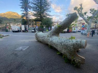 Una de les soques tallades avui.