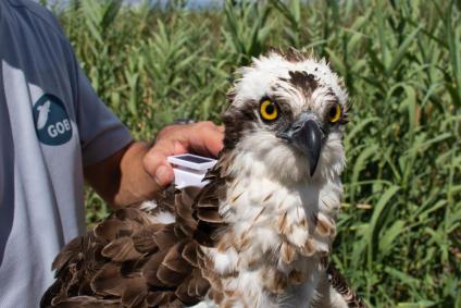 Pandion haliaetus. Son Carbonell