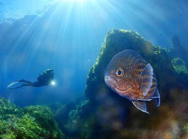 La bellesa de la reserva de s’Illeta, en imatges