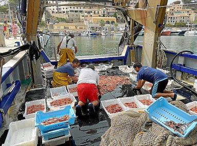 Tot apunta a una bona temporada de gamba roja a Sóller.