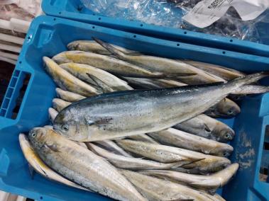 La veda a la pesca de la llampuga començarà aquest diumenge.